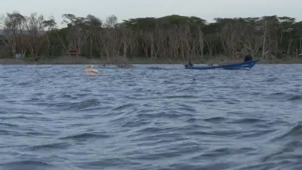 小船和鹈鹕漂浮在湖上 — 图库视频影像