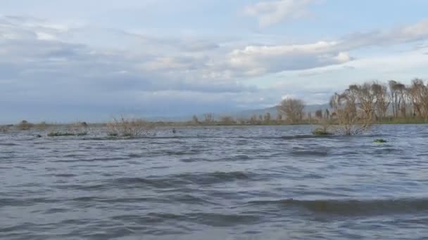 Utsikt Över Sjön Naivasha Kenya — Stockvideo