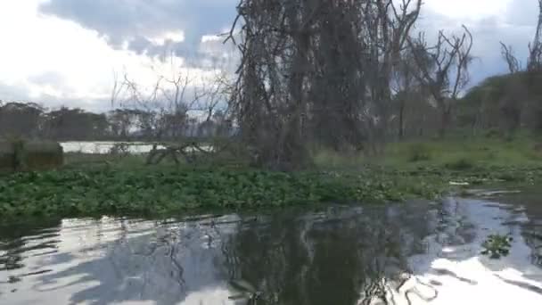 Utsikt Över Sjön Naivasha Kenya — Stockvideo