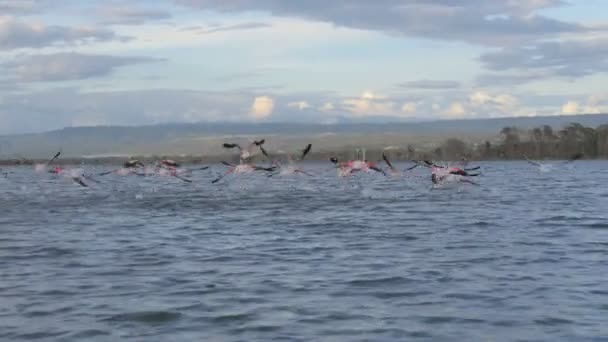 ケニアのナイバシャ湖の上を飛ぶフラミンゴ — ストック動画