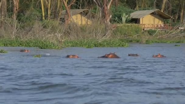 Flusspferde suhlen sich im See