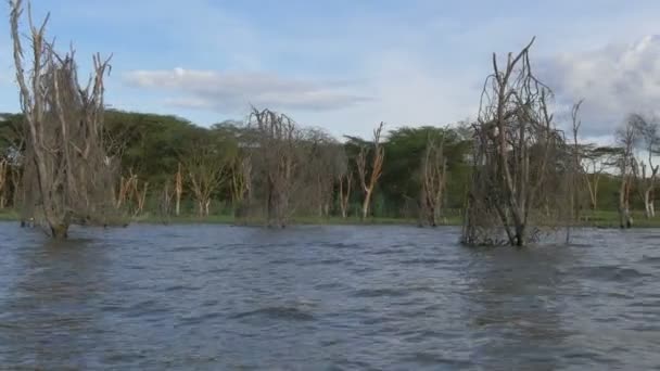 湖の水に枯れ木 — ストック動画