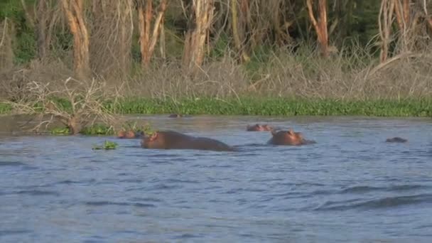 Flodhästar Som Välter Nära Sjöstranden — Stockvideo