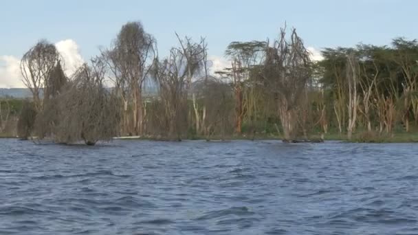 湖の水に葉の木 — ストック動画