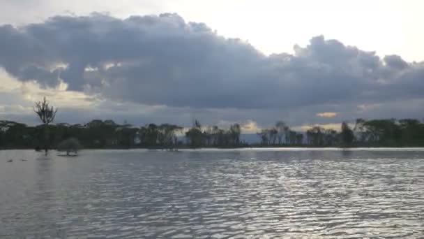 湖の中に葉の木 — ストック動画