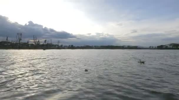 ケニアのナイバシャ湖 — ストック動画