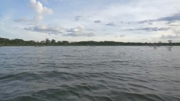 湖に浮かぶカモ — ストック動画