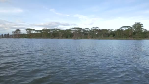 Árvores Margem Lago — Vídeo de Stock