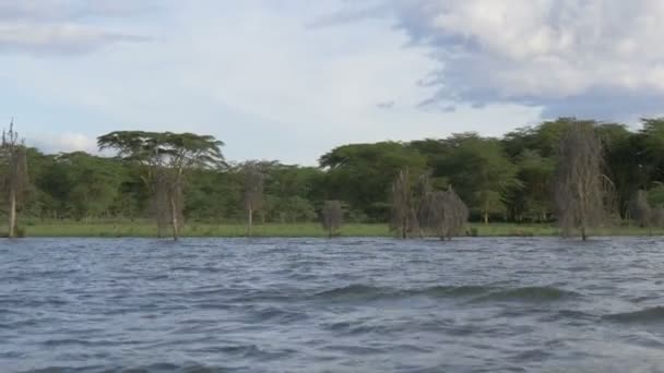 Águilas Marinas Volando Sobre Lago — Vídeos de Stock