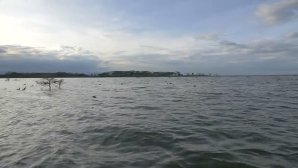 ナイバシャ湖の上に浮かぶアヒルと飛んで — ストック動画