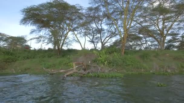Alberi Verdi Lago Naivasha — Video Stock
