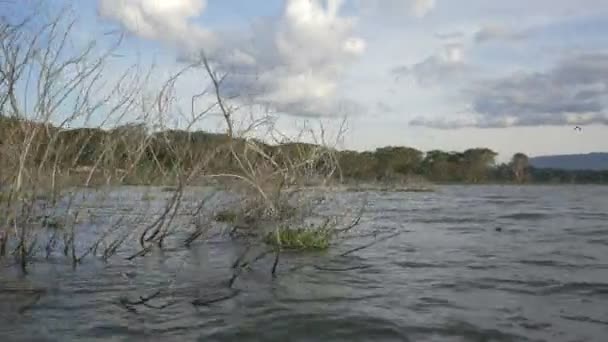 Árboles Ramas Agua — Vídeo de stock