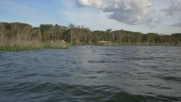 ケニアのナイバシャ湖 — ストック動画
