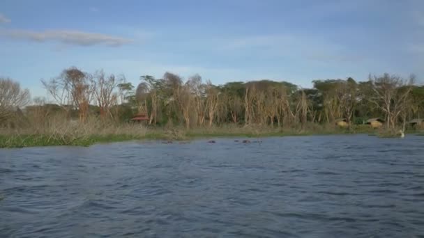 Hippos Chafurdar Lago Naivasha — Vídeo de Stock