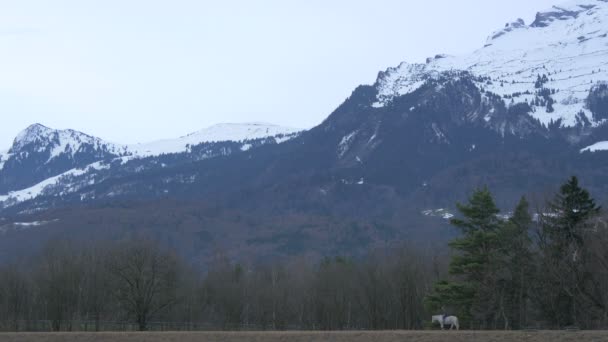 Passeios Cavalo Base Das Montanhas — Vídeo de Stock