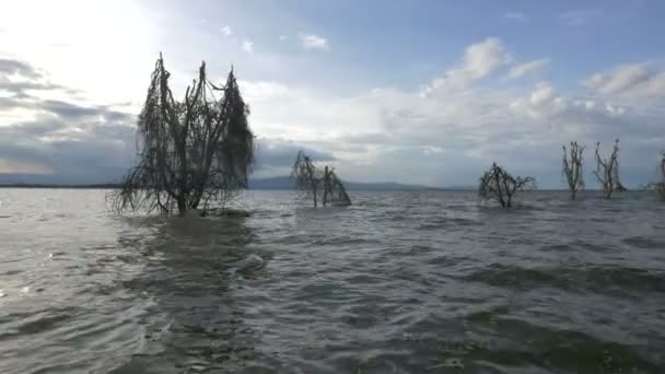 Лиственные Деревья Воде — стоковое видео