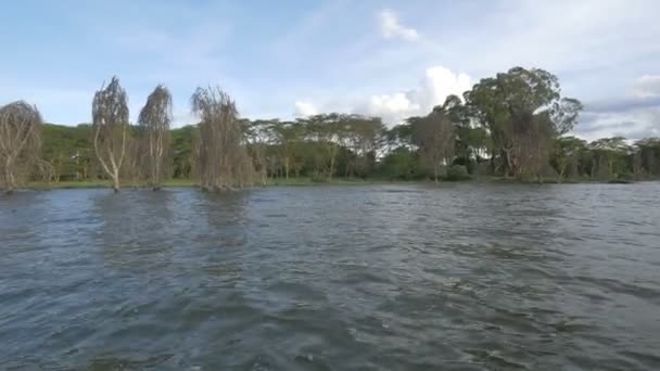 海岸にはナイヴァシャ湖と緑の木 — ストック動画