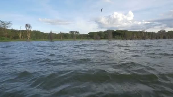 ケニアのナイバシャ湖上空を飛ぶワシ — ストック動画