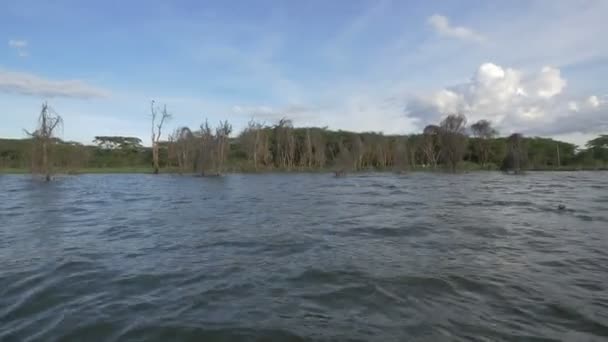 Árvores Margem Lago — Vídeo de Stock