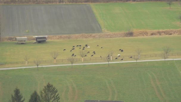 在绿地上放牛群 — 图库视频影像
