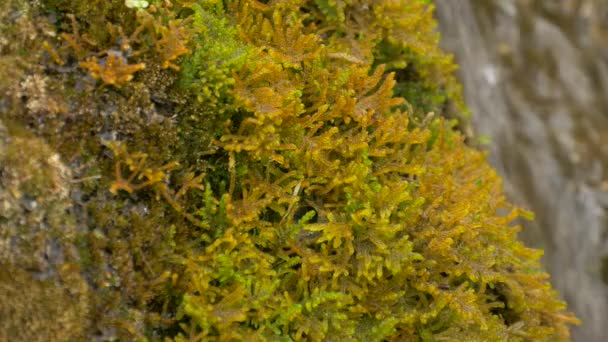 结冰的苔藓逼近 — 图库视频影像