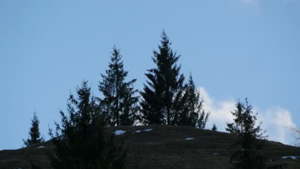 Tannen Auf Einem Hügel — Stockvideo