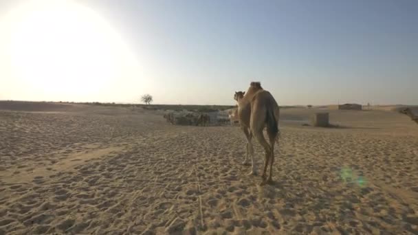 砂漠を歩くラクダ — ストック動画