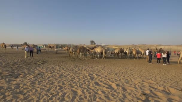 Toeristen Bij Kamelen Woestijn — Stockvideo