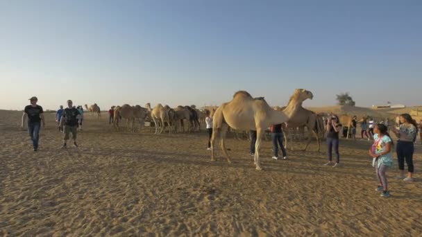 Turisti Vicino Cammelli Nel Deserto — Video Stock