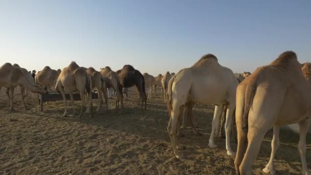 Верблюды Едят Пустыне — стоковое видео