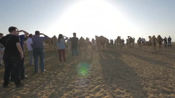 Turistas Camelos Deserto — Vídeo de Stock