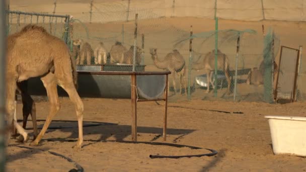 Camelos Caminhando Deserto — Vídeo de Stock