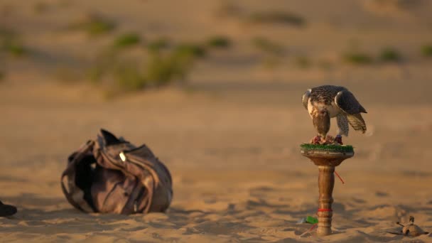 Сокол Ест Пустыне — стоковое видео