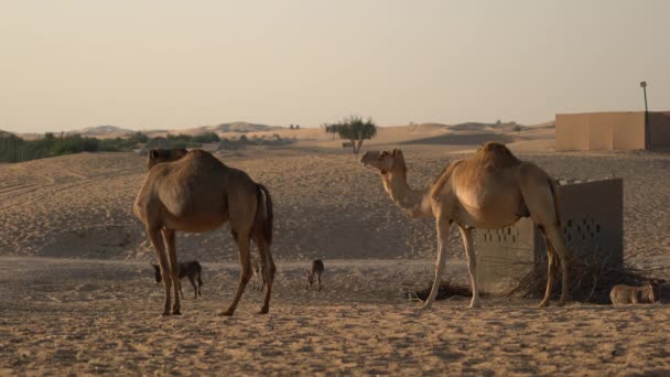 Kamelen Ezels Woestijn — Stockvideo