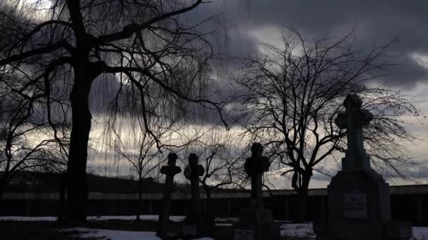 Croci Alberi Nel Cimitero Arbore — Video Stock