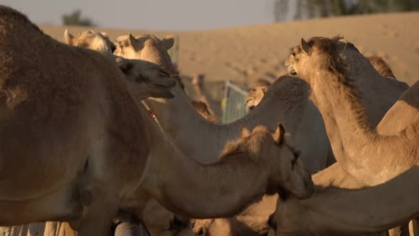 Верблюды Едят Жуют — стоковое видео
