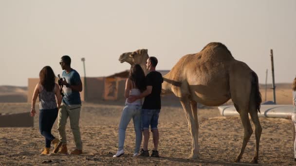 Turisti Che Scattano Foto Con Cammello — Video Stock