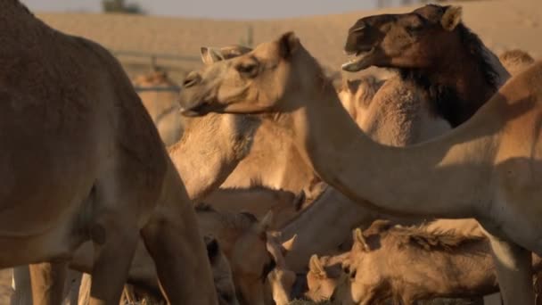 Dicht Zicht Kamelen Eten — Stockvideo