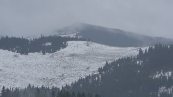 Prairie Entourée Forêt — Video