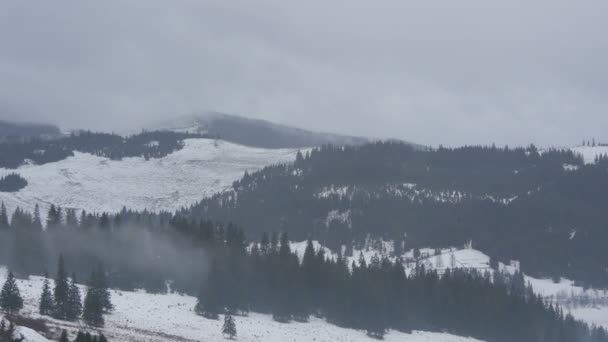 Forêt Sur Les Collines Vues Par Une Journée Nuageuse — Video