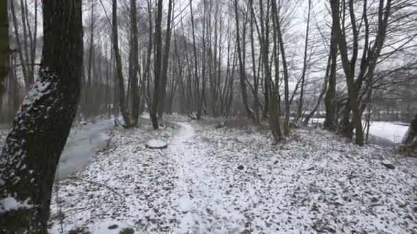 Vista Della Foresta Durante Inverno — Video Stock