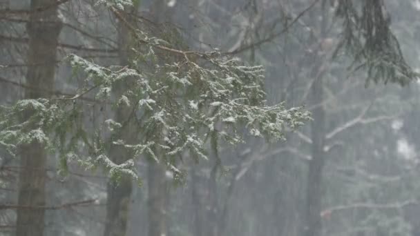 Drzewo Jodłowe Podczas Opadów Śniegu — Wideo stockowe