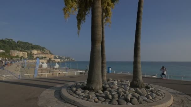 Pálmafák Nizzai Anglais Sétányon — Stock videók