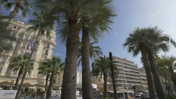 Palm Trees Front Carlton Hotel — Stock Video