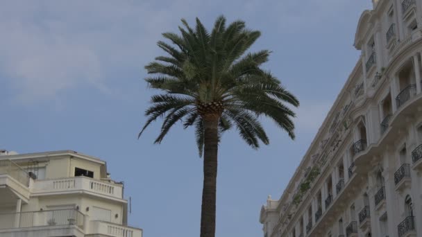 Palm Tree Buildings — Vídeo de Stock