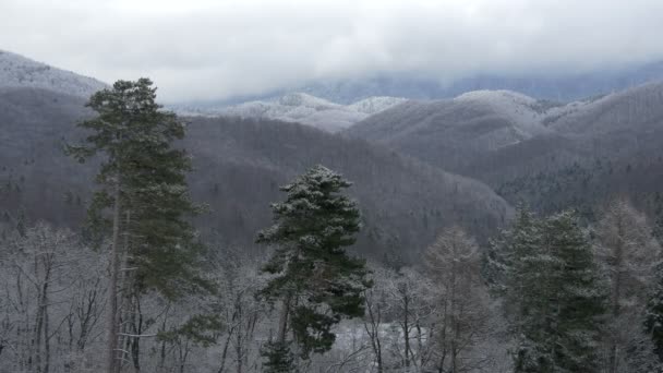 Zimowy Dzień Zalesione Góry — Wideo stockowe