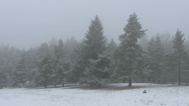 Bosque Coníferas Día Invierno — Vídeos de Stock