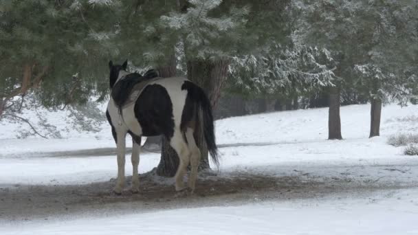 Ένα Άλογο Δεμένο Ένα Δέντρο Μια Χειμωνιάτικη Μέρα — Αρχείο Βίντεο