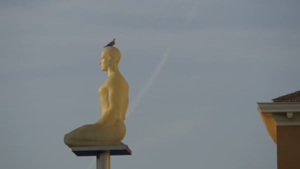 Een Vogel Een Standbeeld — Stockvideo