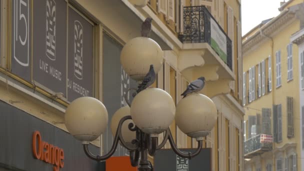 Oiseaux Sur Lampadaire Globe — Video